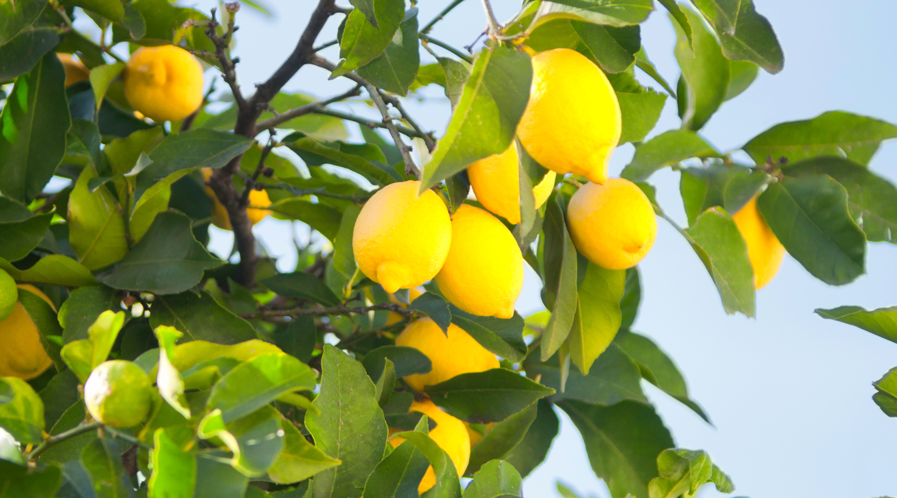 How to Properly Plant a Lemon Tree